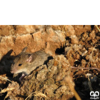 گونه موش صحرایی شیرازی Steppe Field Mouse  